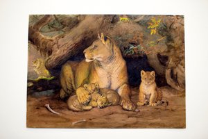 Lioness and Young, 1855